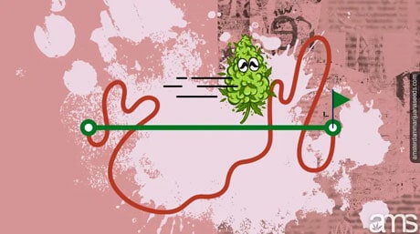 History of eating marijuana History of eating cannabis