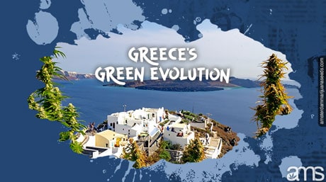 Cannabis plants in Greece