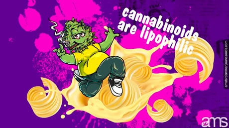 cannabinoids are lipophilic partying cannabis bud