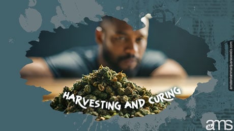 harvesting curing marijuana curated cannabis crop