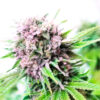 Rainbow Kush Feminized Seeds