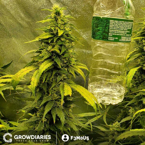 MOAB - Mother of All Buds ® Feminized Seeds - Image 4