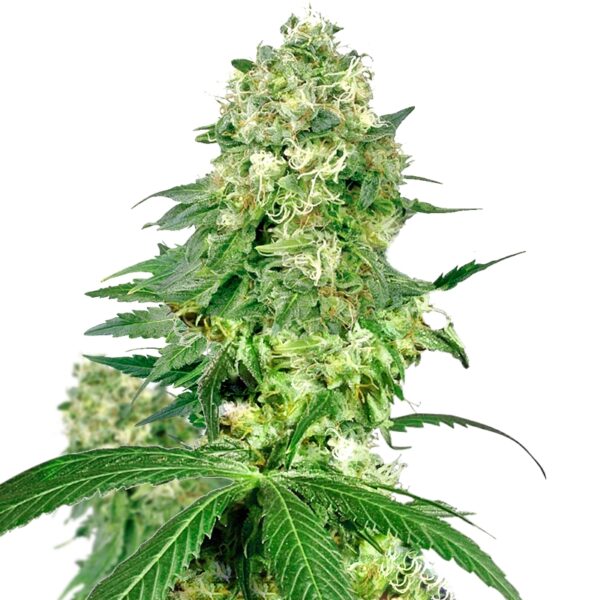 La Blanca Feminized Seeds - Image 3
