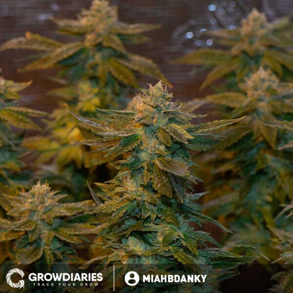 OG Kush XTRM ® Feminized Seeds - Image 4