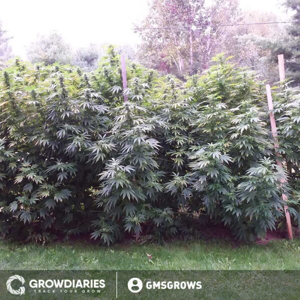 Northern Lights XTRM ® Feminized Seeds - Image 3