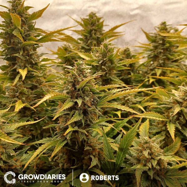 Pineapple Express Feminized Seeds - Image 4