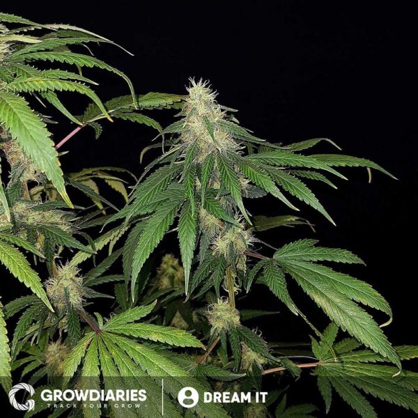 Borderliner XTRM ® Feminized Seeds - Image 3