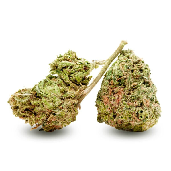 Chocolope Feminized Seeds - Image 2