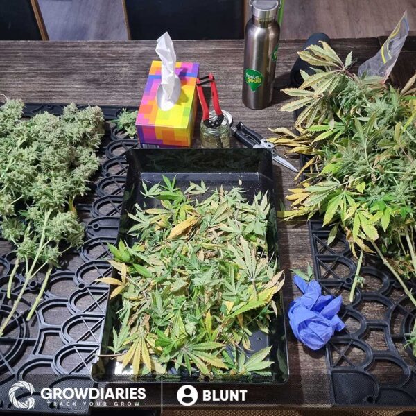 Bianca Feminized Seeds - Image 3