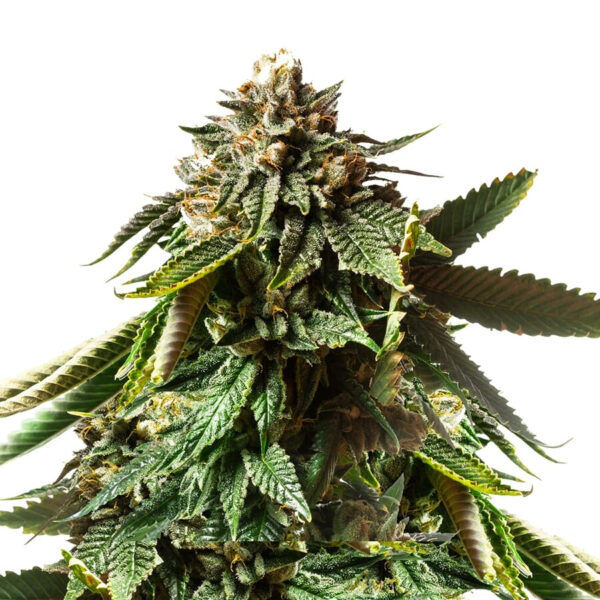 Stardust Feminized Seeds - Image 2