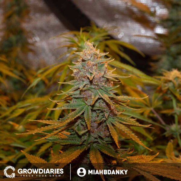 Blueberry Muffin Feminized Seeds - Image 3