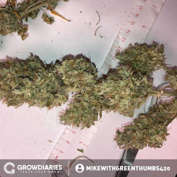 Capa Harley CBD Feminized Seeds - Image 3