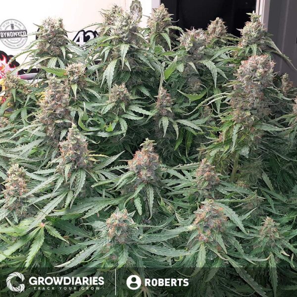 Blueberry 420 Autoflower Seeds - Image 3
