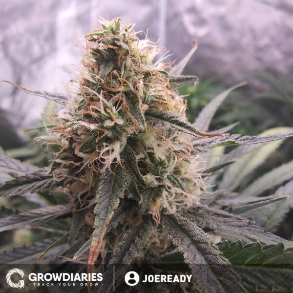 Strawberry Ice ® Feminized Seeds - Image 5