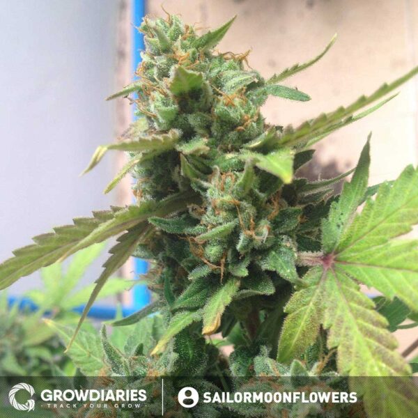 Cheese Autoflower Seeds - Image 4