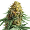 Apple Fritter Feminized Seeds