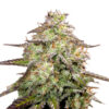 MOAB - Mother of All Buds ® Autoflower Seeds