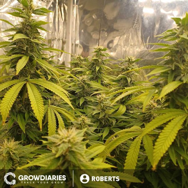 Blue Dream XTRM ® Feminized Seeds - Image 4