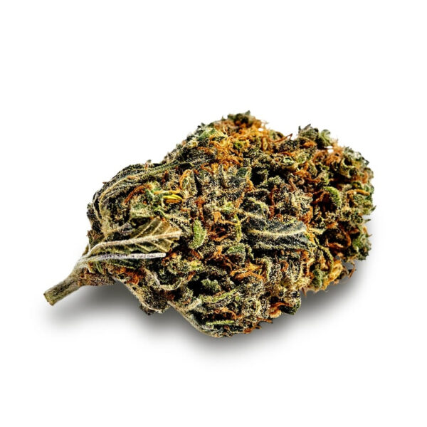 Gelato XTRM ® Feminized Seeds - Image 2