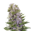 Blueberry 420 Regular Seeds