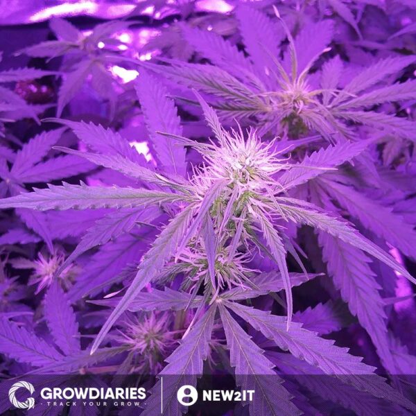 Northern Lights XTRM ® Autoflower Seeds - Image 3