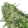 CBDoc ® Feminized Seeds