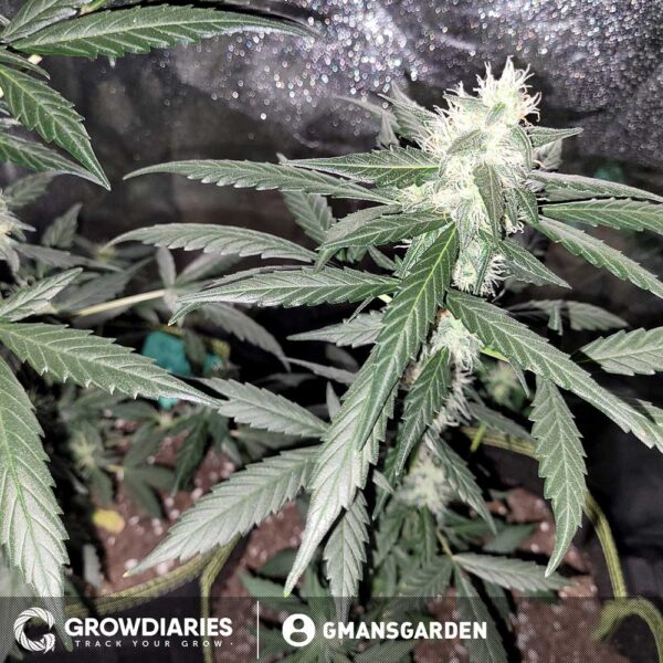 Purple Power XTRM Autoflower Seeds - Image 5