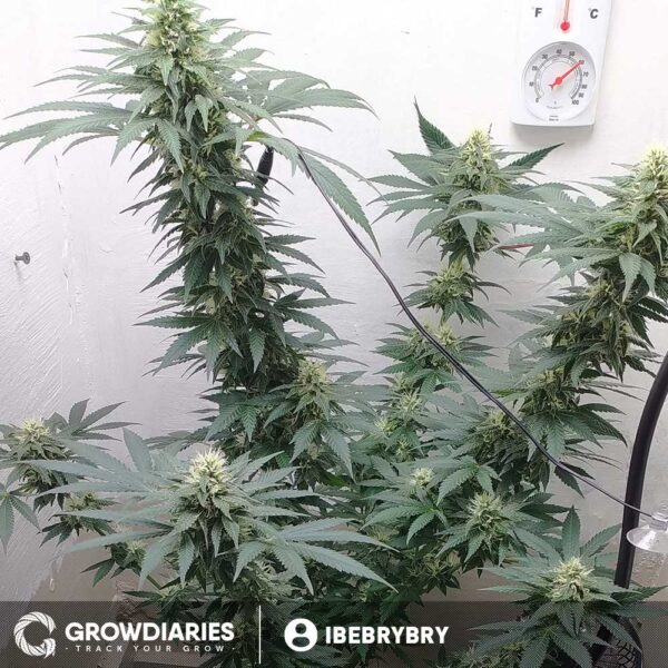 Afghan Feminized Seeds - Image 3