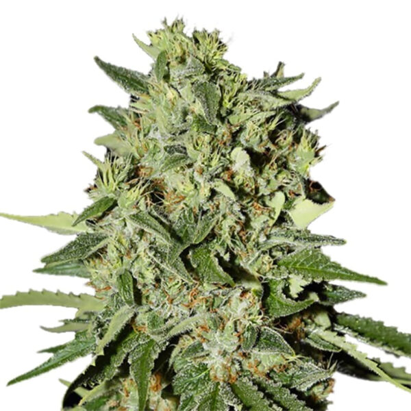 White Widow Autoflower Seeds - Image 2