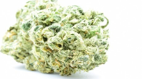 white widow marijuana strain