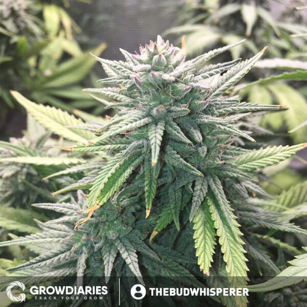 Boogie Nights ® Feminized Seeds - Image 4