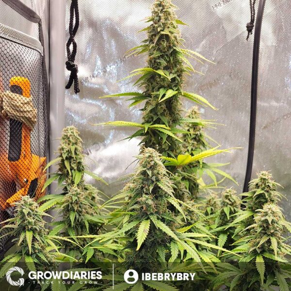 Limoncello Haze ® Autoflower Seeds - Image 3