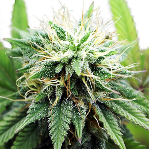 AK 47 XTRM ® Autoflower Seeds - Image 3