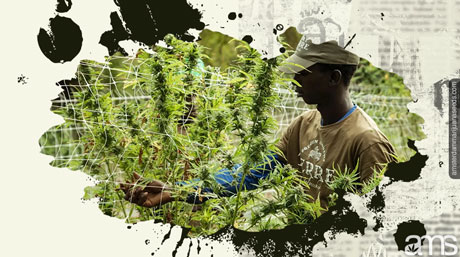 harvest marijuana plants harvesting marijuana plants