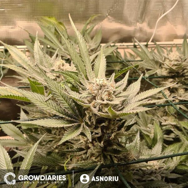 Candy Kush Feminized Seeds - Image 4