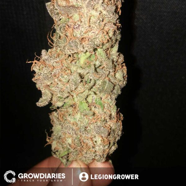 White Widow Feminized Seeds - Image 4