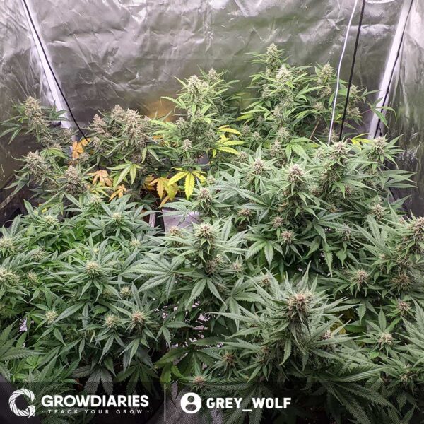 White Widow Feminized Seeds - Image 3