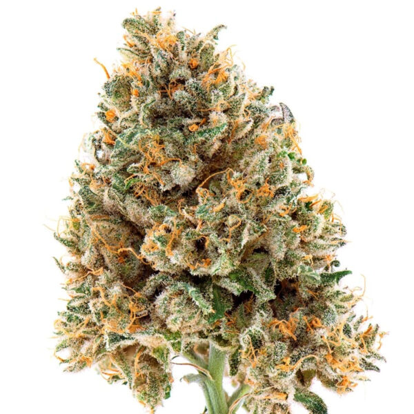 California Skunk Autoflower Seeds - Image 2