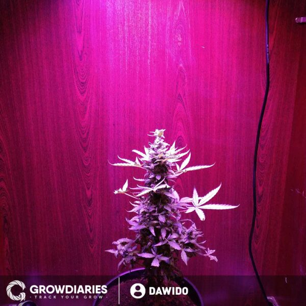 Big Bud Feminized Seeds - Image 4