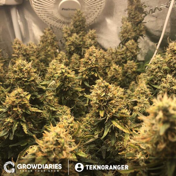 Blueberry 420 Autoflower Seeds - Image 6