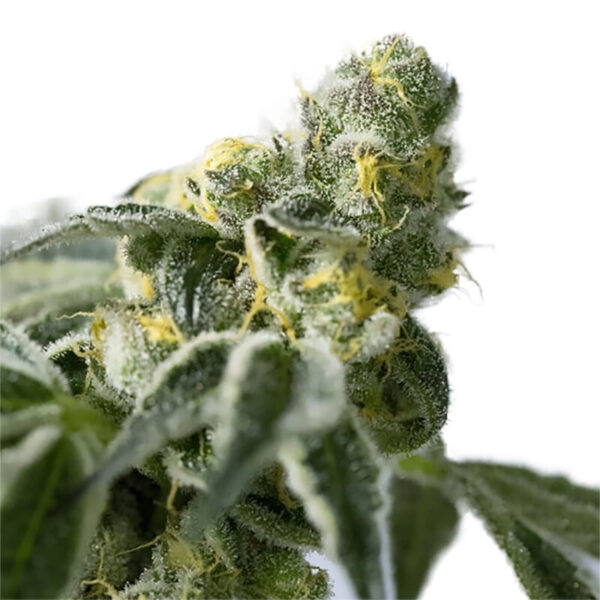 Big Bud Regular Seeds - Image 3