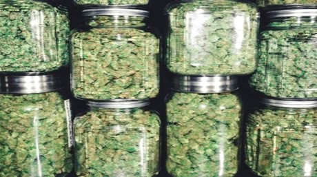 5 Easy Steps to Grow Cannabis from Seeds