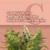 Candy Shop Feminized Combo