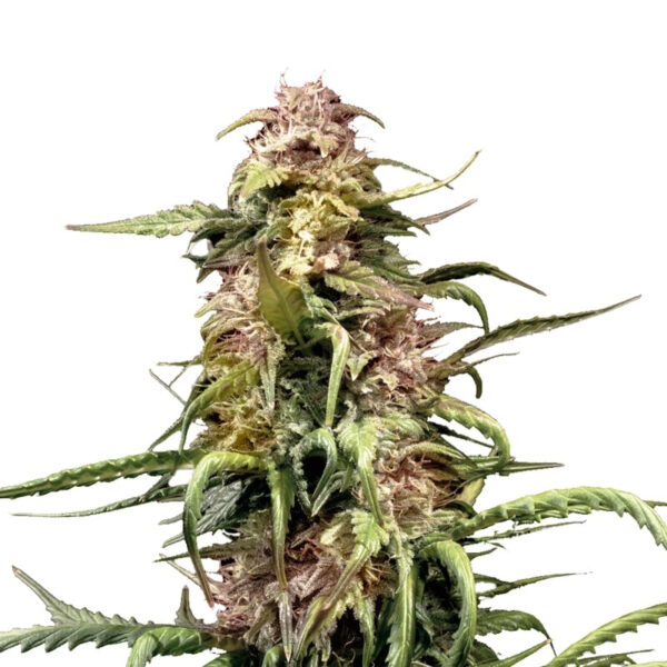 Northern Lights XTRM ® Regular Seeds - Image 3