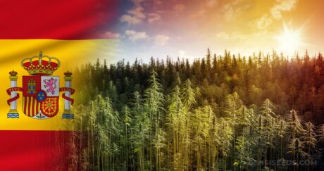 full spectrum CBD extracts