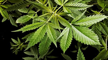 Protect your weed plants from animals