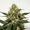 Carraca® Feminized Seeds