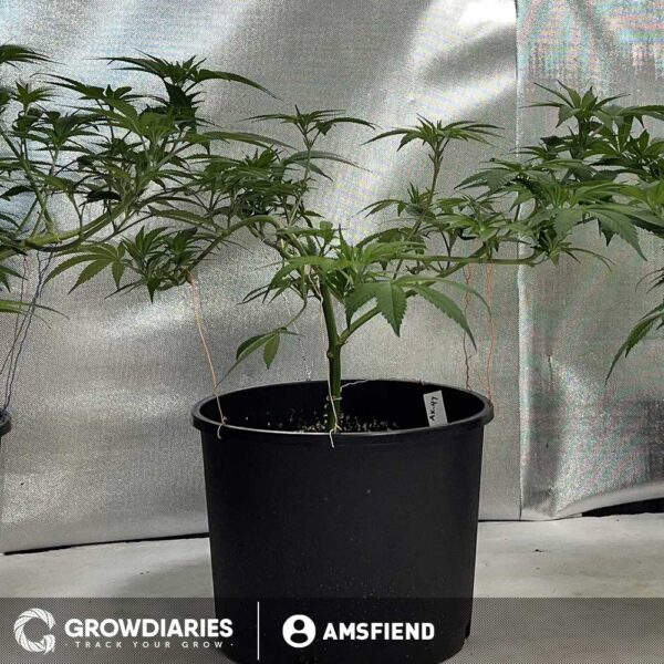 AK 47 XTRM ® Feminized Marijuana Seeds - Image 3