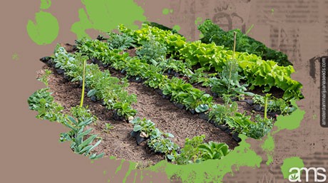 a garden planted with various plants