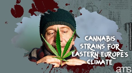 best cannabis strains eastern european climate
